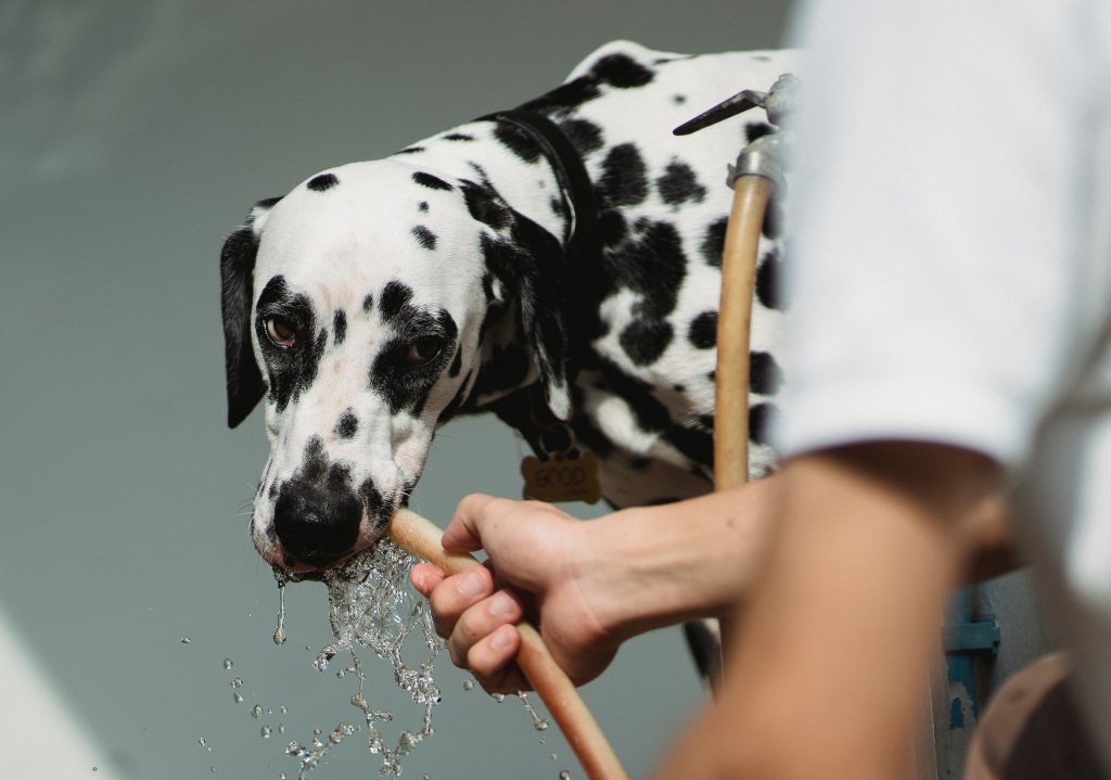 Dalmatian drinking water from a garden hose