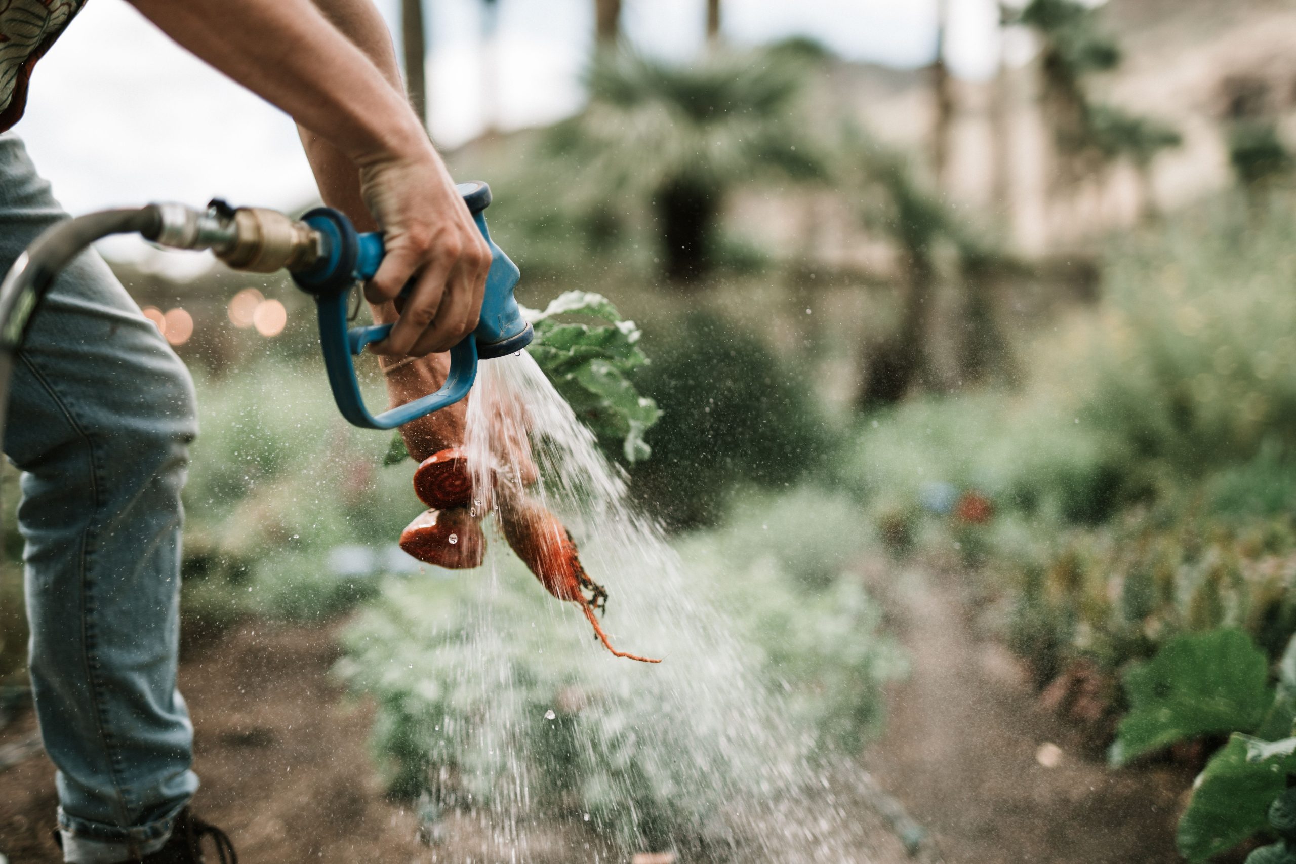 Gardener watering vegetable beds with a garden hose and spray nozzle